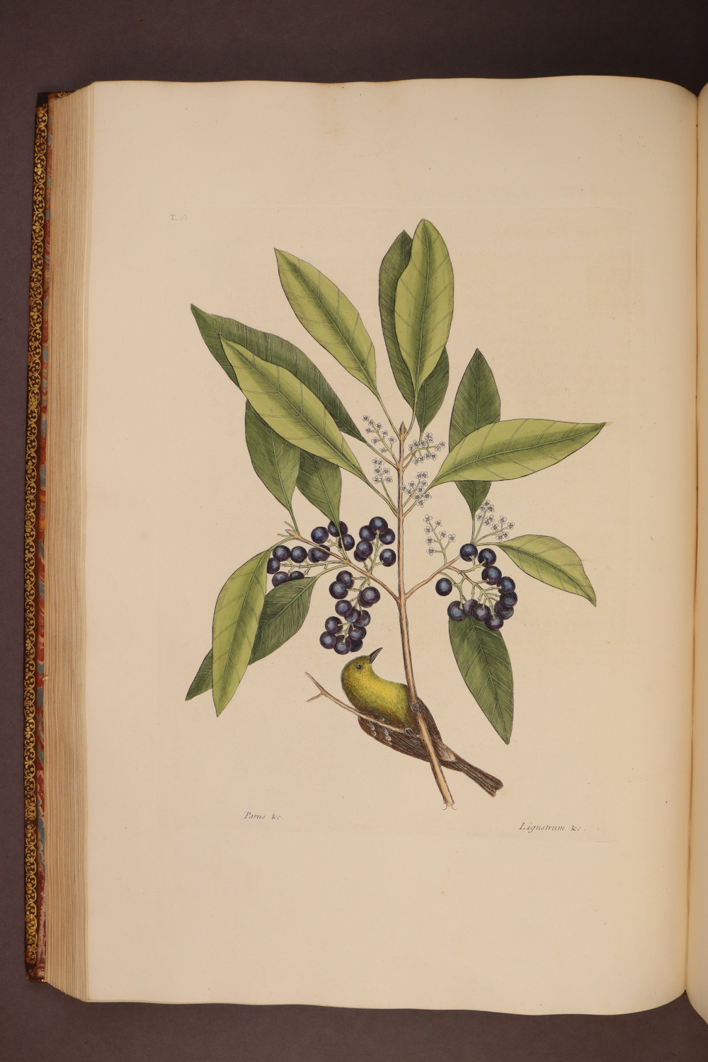 Plate 61